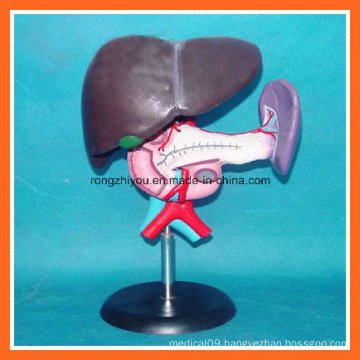 Anatomical Plastic Liver, Pancreas and Duodenum Model